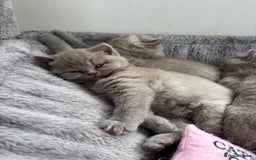 British Shorthair cats for sale: Lilic GCCF registered active champion lines  - Image 21