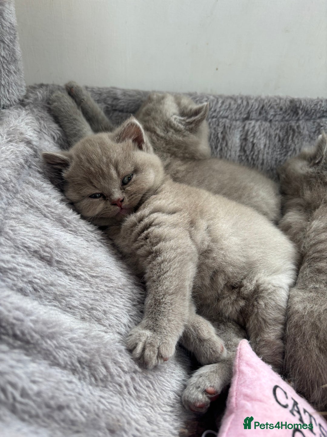 British Shorthair cats for sale: Lilic GCCF registered active champion lines  - Image 21