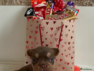 French Bulldog dogs ** French Bulldogs in Chocolate & Tan and Rojo - Advert 4