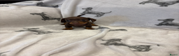 Dachshund dogs for sale: Minatare Dachshund - Advert 11