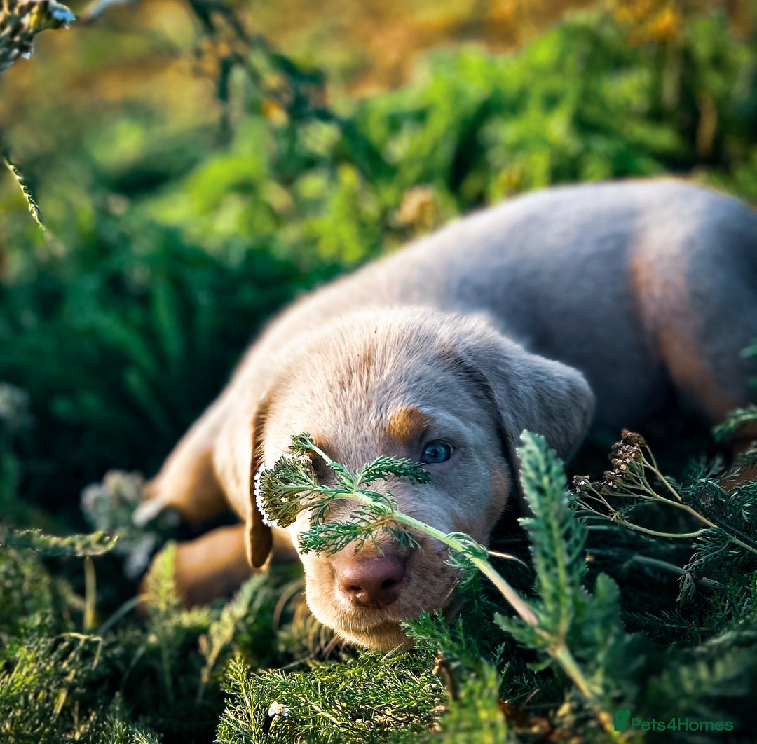 Labrador Retriever dogs for sale: 🐾Meet our adorable silver & charcoal lab pupps🐾  - Image 13