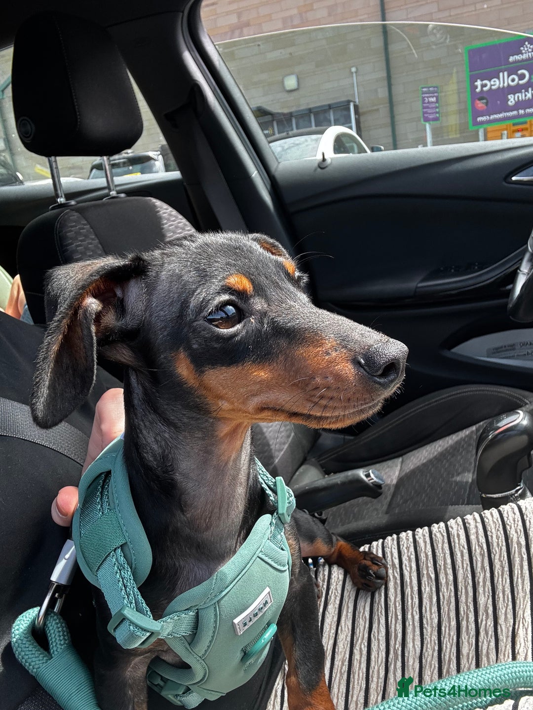 Mixed Breed dogs for sale: Mini dachshund mix  - Advert 4