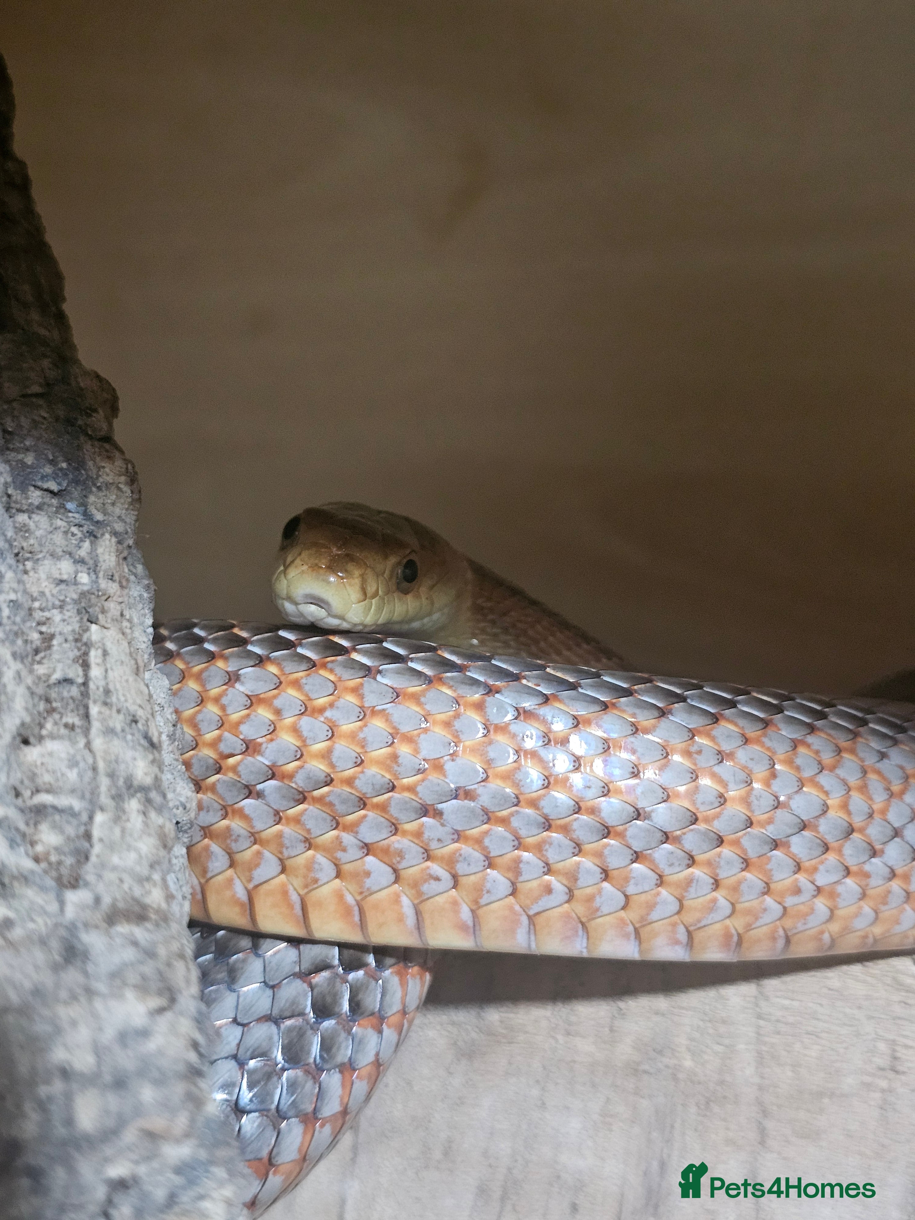 Mixed Breed reptiles Mixed snakes boas ..corns .. and .. Mexican bairds - Advert 2