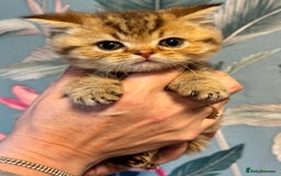 British Shorthair cats for sale: Stunning Golden kittens  - Image 6