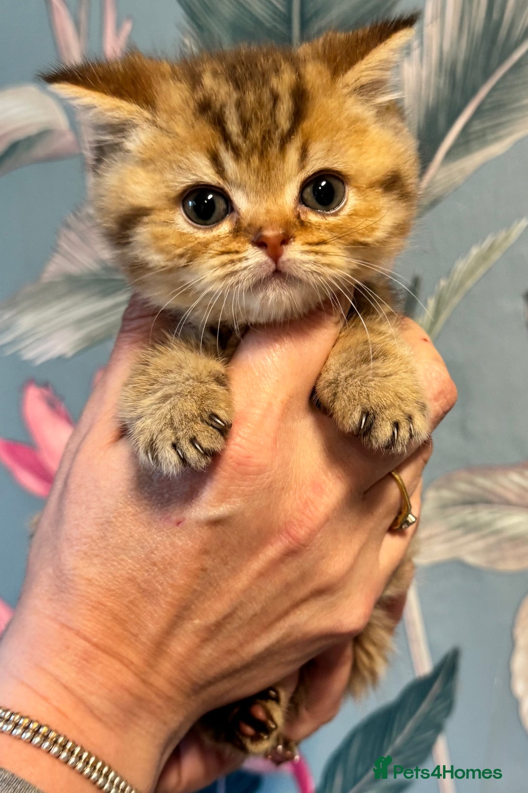 British Shorthair cats for sale: Stunning Golden kittens  - Image 6