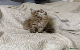 Maine Coon cats for sale: Stuning Maine Coon girl - Advert 7