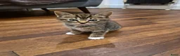 Mixed Breed cats for sale: BEAUTIFUL MIXED RAGDOLL KITTEN BOY - Advert 1