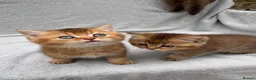 British Shorthair cats for sale: Pedigree golden kittens - black golden & chocolate - Advert 14