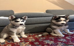 Siberian Husky dogs for sale: Siberian husky  - Image 6