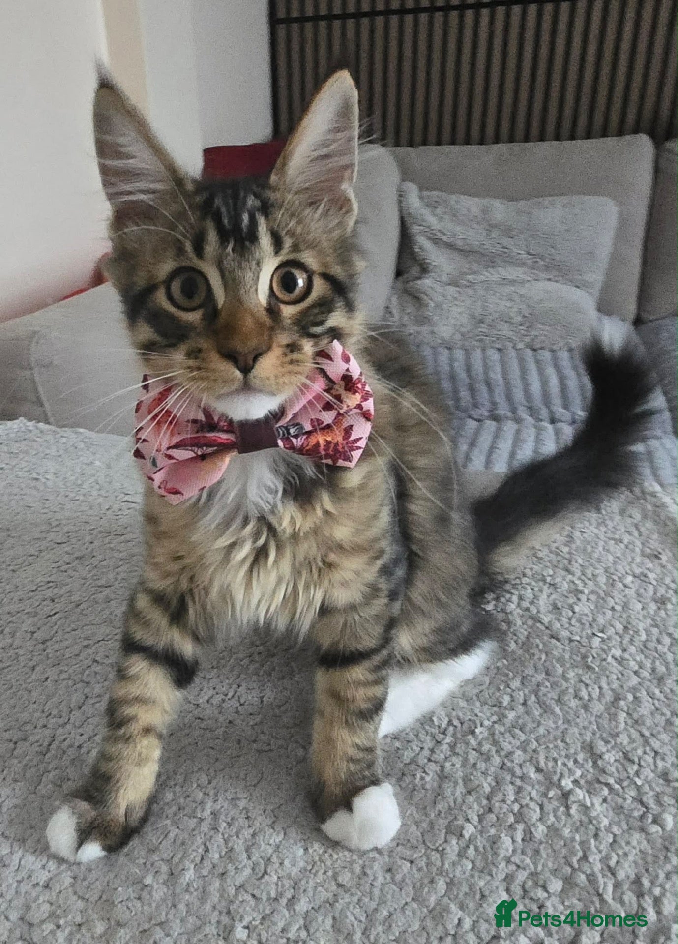 Maine Coon cats 1 TICA registered Maine Coon boy. - Advert 1