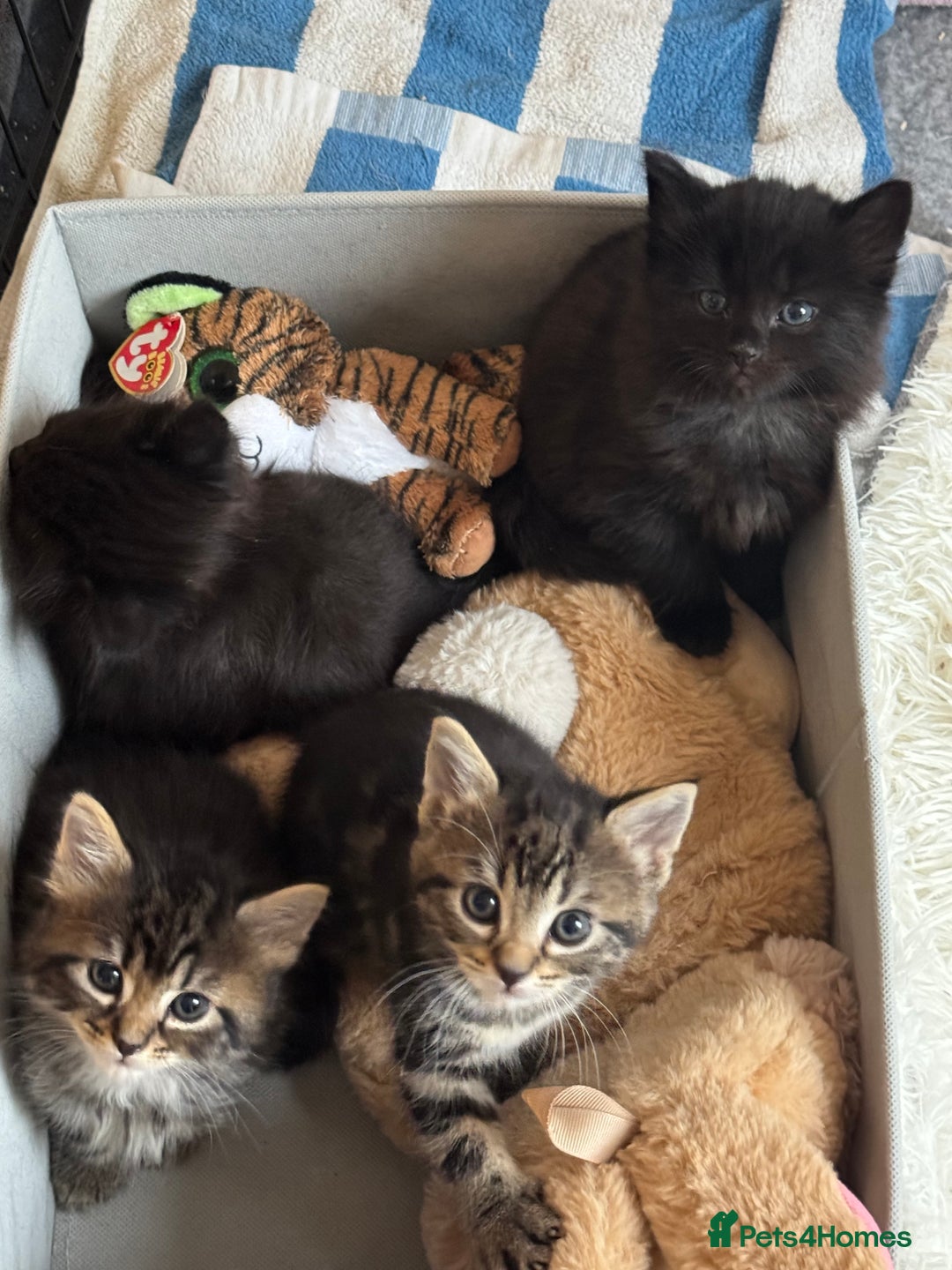 Siberian cats for sale: Affectionate Siberian-Mix Kitten (12 Months) - Advert 17