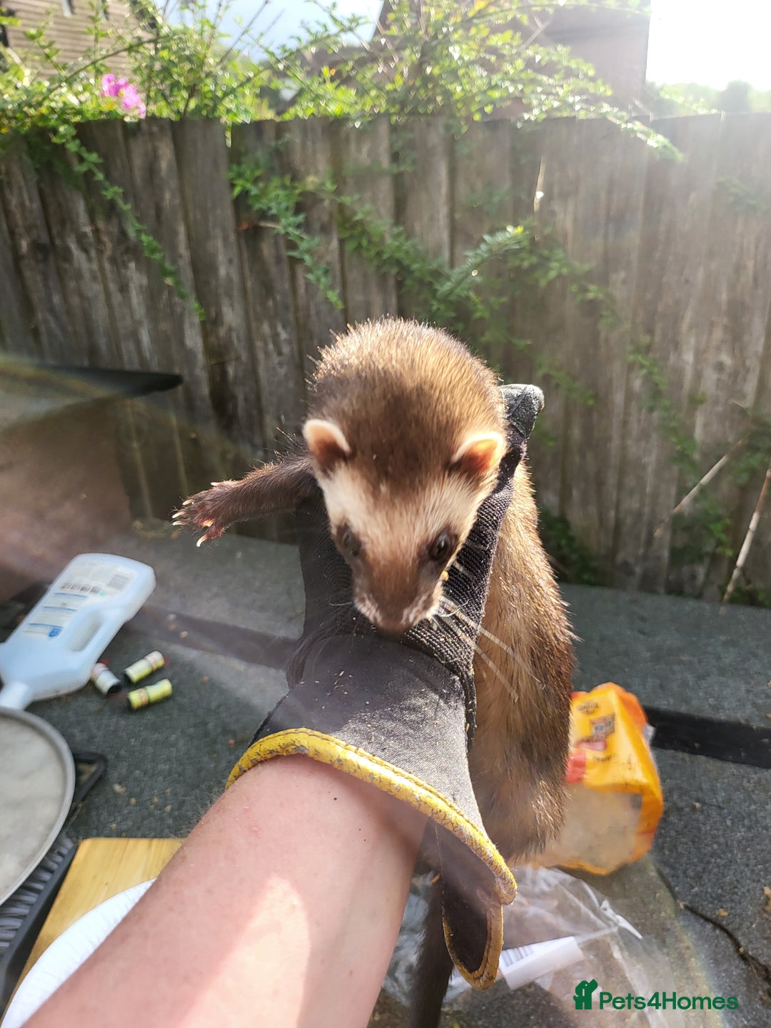 Ferret rodents for sale: Semi angora Jill's  - Image 2