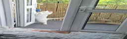 Turkish Angora cats for sale: Bella looking for new home Free  - Advert 1