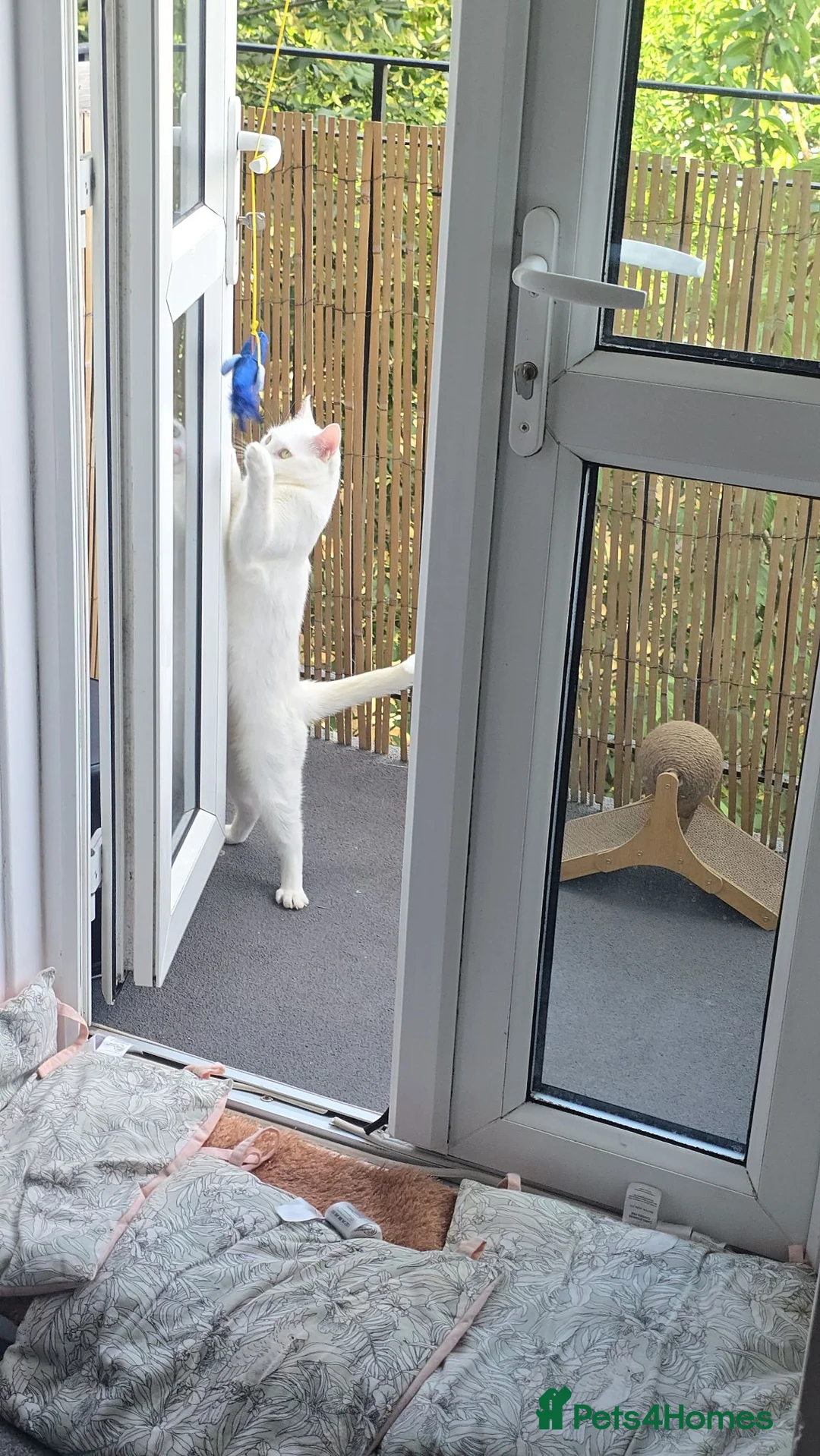 Turkish Angora cats for sale: Bella looking for new home Free  - Advert 1