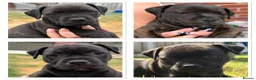 Staffordshire Bull Terrier dogs for sale: KC REGISTERED STAFFORDSHIRE BULL TERRIERS  - Advert 2