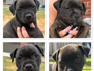 Staffordshire Bull Terrier dogs KC REGISTERED STAFFORDSHIRE BULL TERRIERS - Advert 3