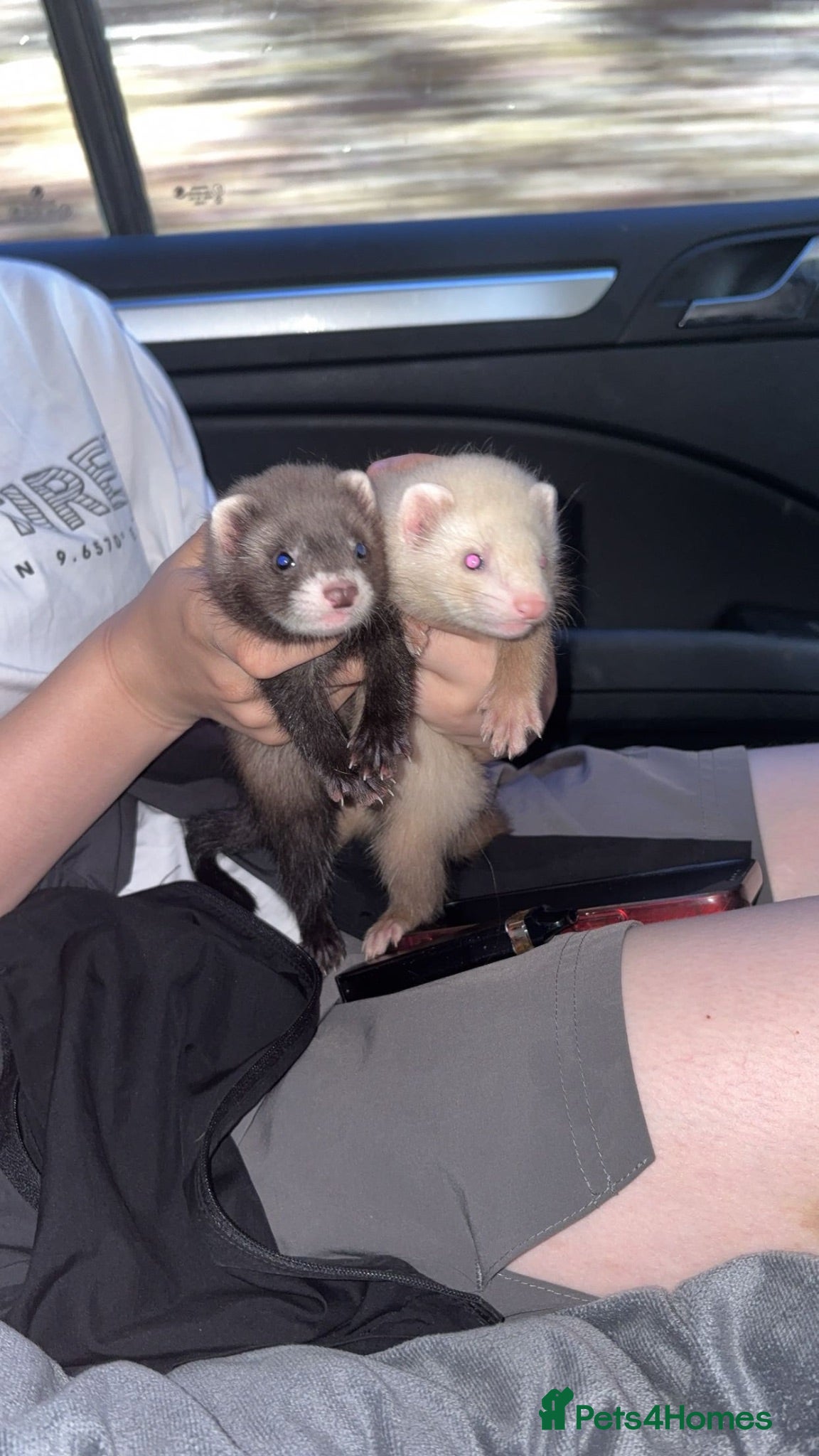 Ferret rodents Ferrets - Advert 4