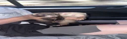 Ferret rodents for sale: Ferrets - Advert 1