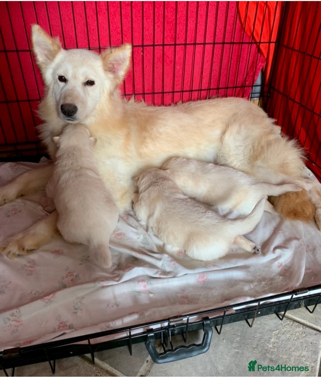 German Shepherd dogs for sale: German Shepherd Puppies - Image 2