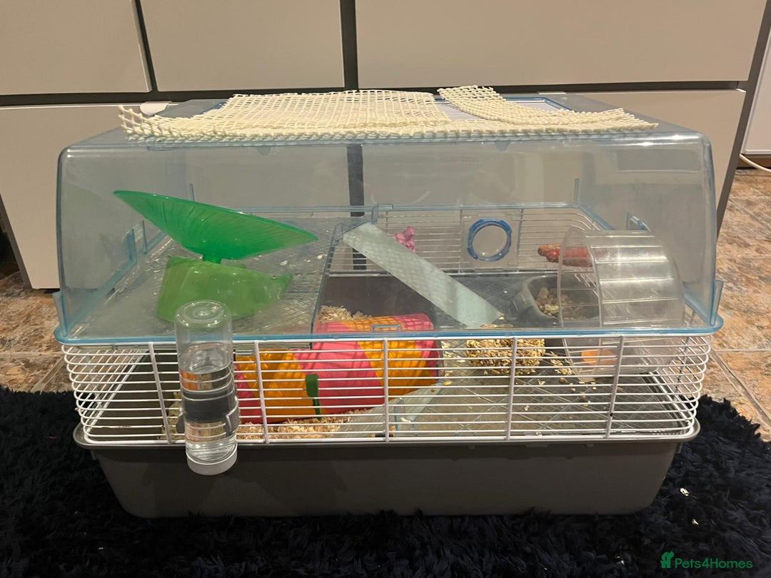 Hamster rodents for sale: Hamster and cage - Image 2
