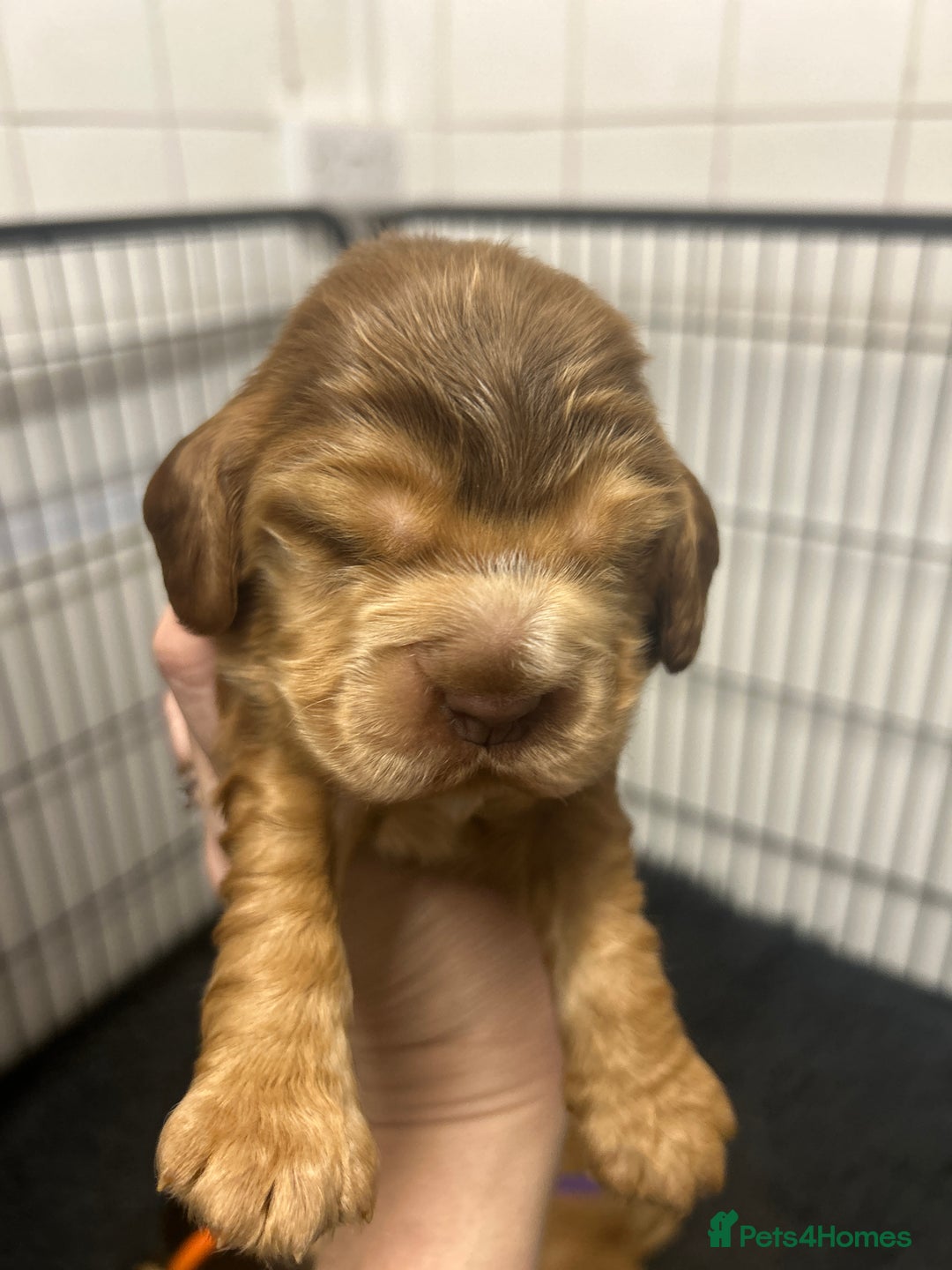Cocker Spaniel dogs for sale: New litter of quality KC show cocker spaniels  - Advert 16