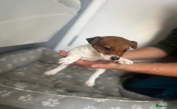 Jack Russell dogs - Advert 14