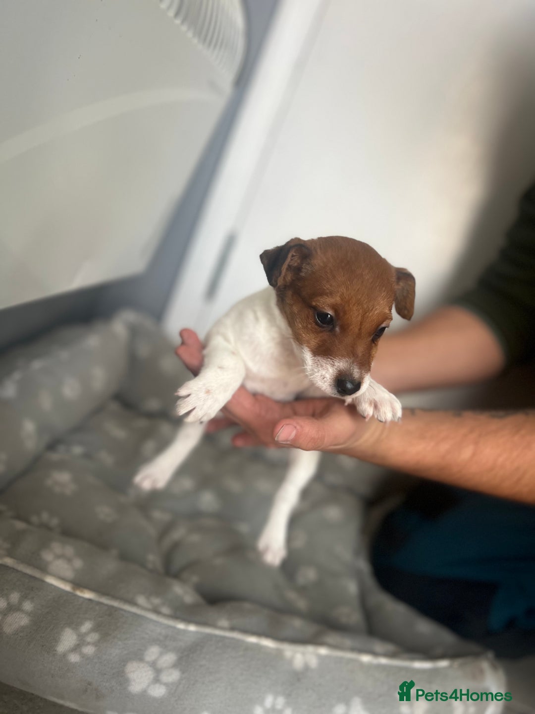 Jack Russell dogs for sale: 2 beautiful pups for sale  - Image 10