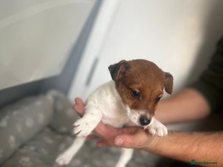 Jack Russell dogs - Advert 7