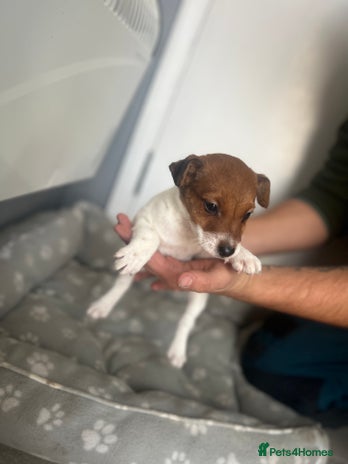 Jack Russell dogs - Advert 14