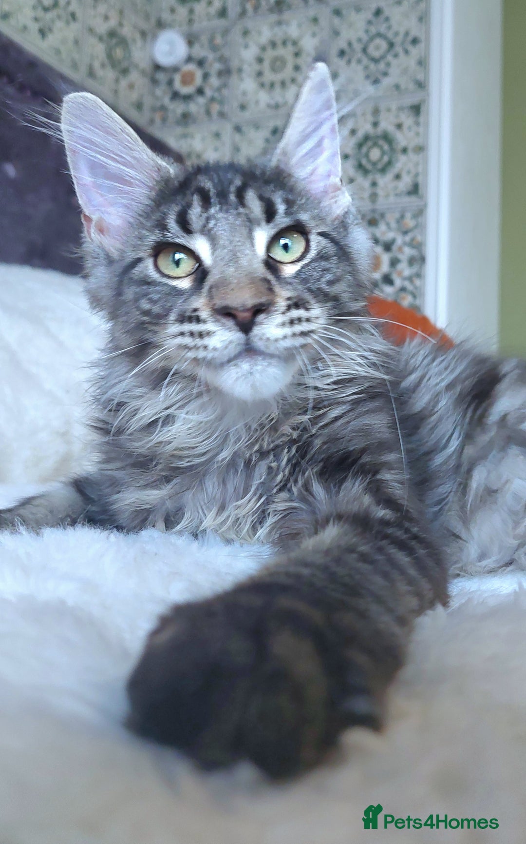 Maine Coon cats for sale: Big outstanding Russian lines with many champions  - Image 11