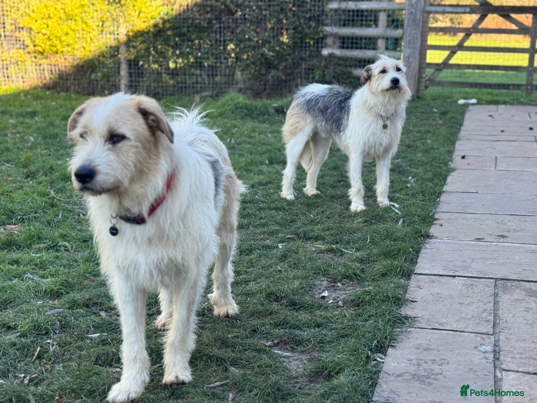 Mixed Breed dogs for adoption: Hershey & Harley 💙 still Waiting - Advert 4