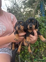Miniature Dachshund dogs - Advert 2