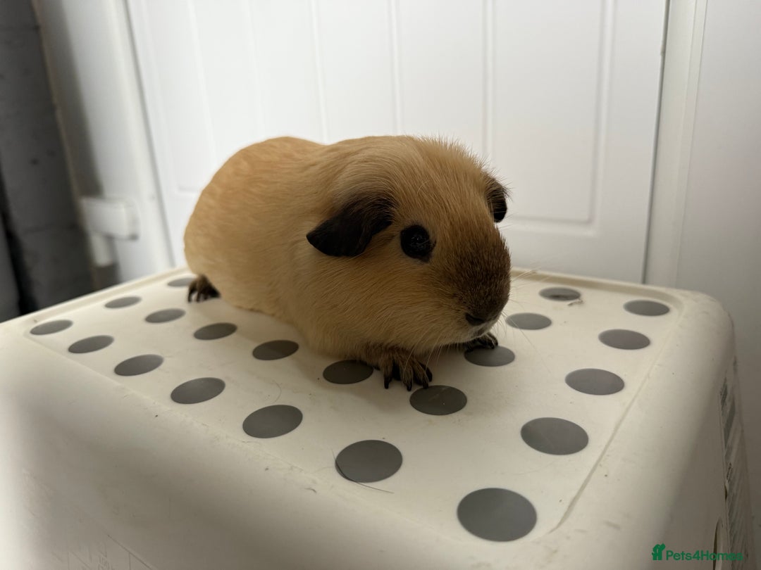 Guinea Pig rodents for sale: 2 Male (Boar) Guinea Pigs  - Image 2