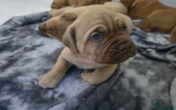 Dogue De Bordeaux dogs for sale: Dogue de bordeaux - Advert 26