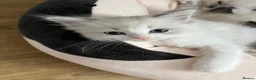 Ragdoll cats for sale: GCCF Ragdoll Kittens in Dunstable - Advert 2