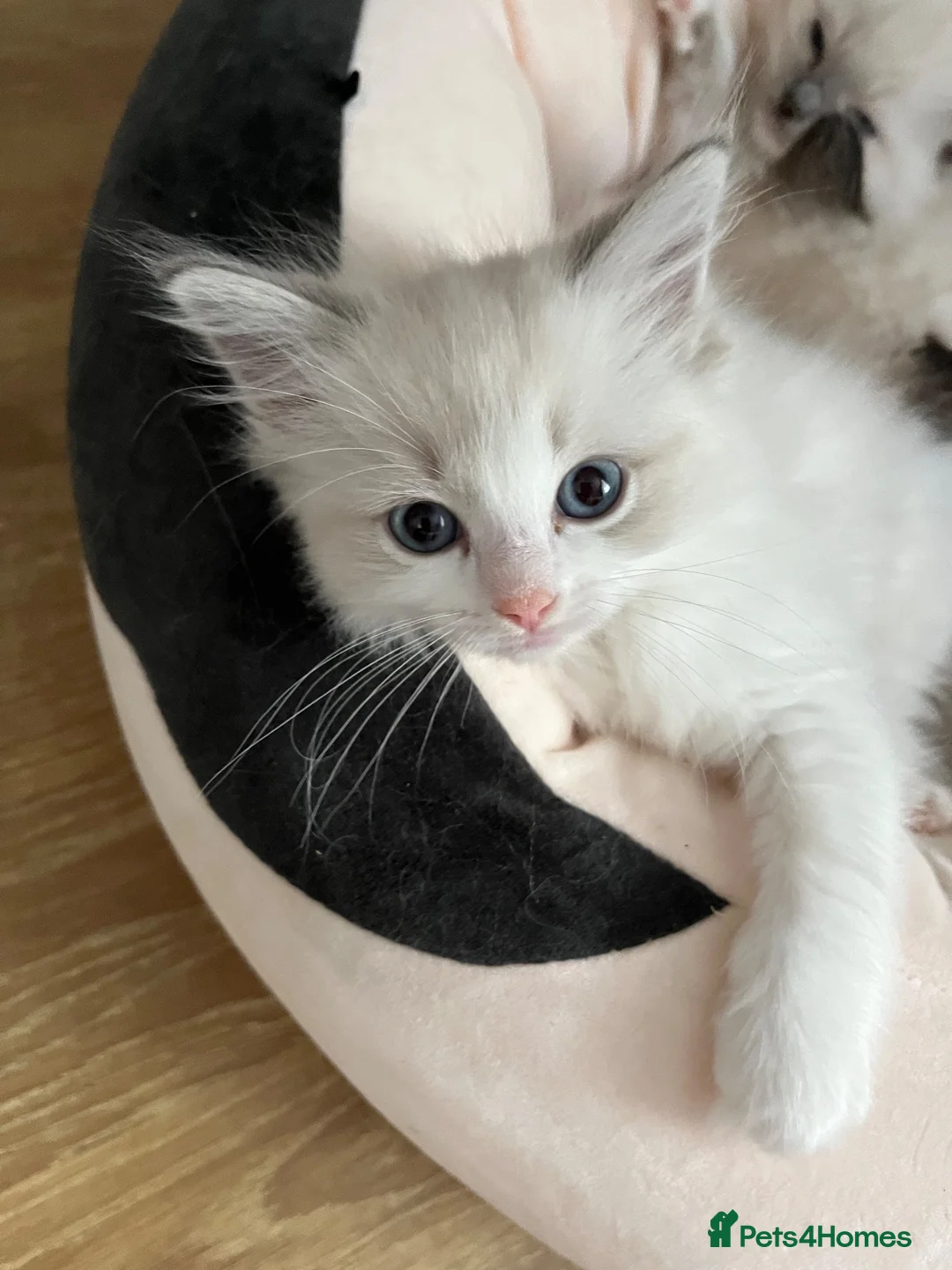 Ragdoll cats for sale: GCCF Ragdoll Kittens in Dunstable - Advert 2