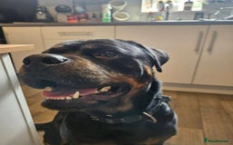 Rottweiler dogs for sale: Rottweiler  - Image 1