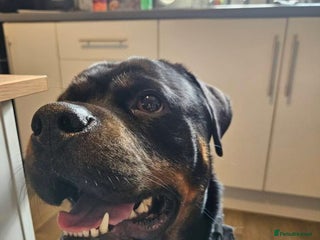 Rottweiler dogs for sale - Advert 1