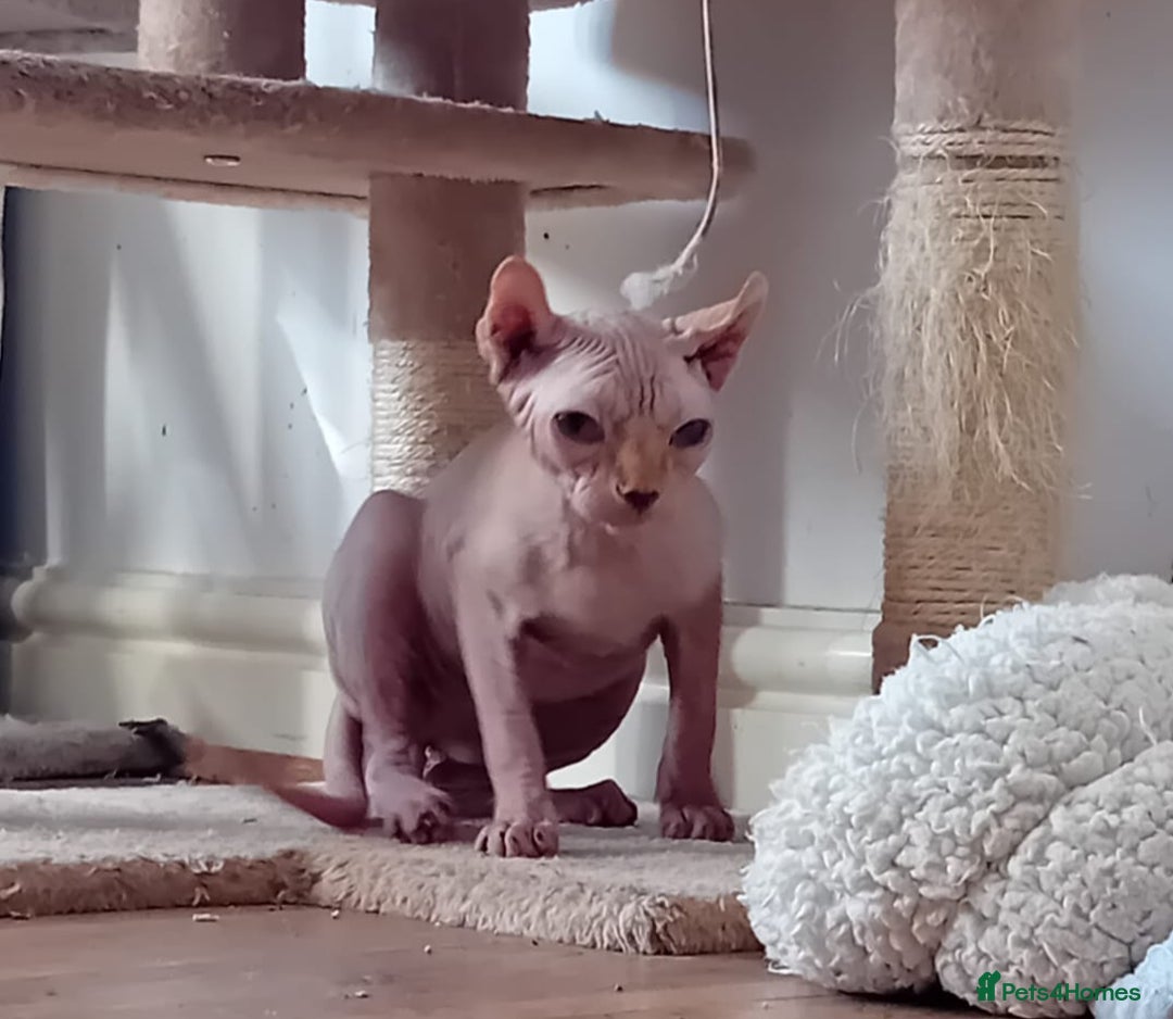 Sphynx cats for sale: Kittens for sale  - Image 4