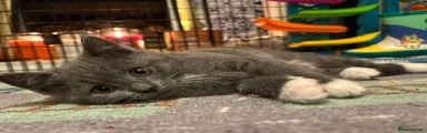 British Shorthair Blue Tuxedo Female