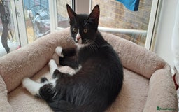 Domestic Shorthair cats for sale: Three kittens- first litter of our female cat  - Image 1