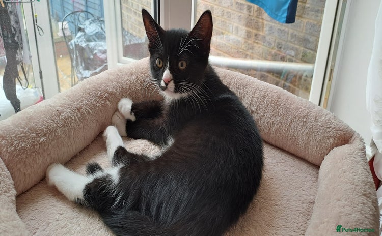 Domestic Shorthair cats - Advert 5