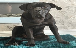 Cane Corso dogs for sale: Cane corso  - Image 5