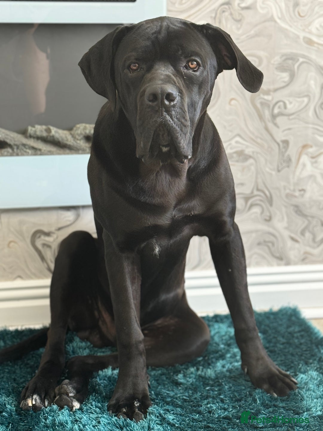 Cane Corso dogs for sale: Cane corso  - Image 5