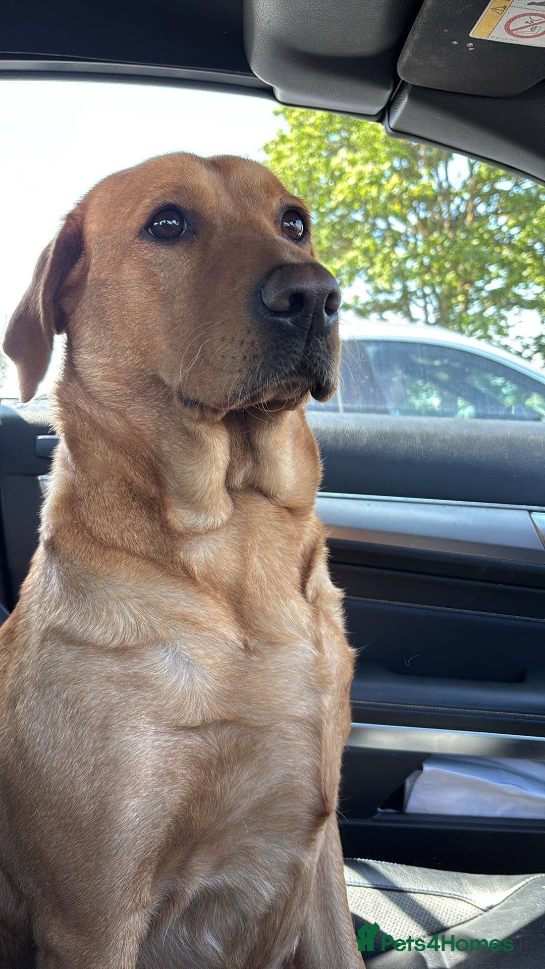 Labrador Retriever dogs for sale: Labrador puppies for sale  - Advert 1