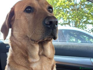 Labrador Retriever dogs Labrador puppies for sale - Advert 17