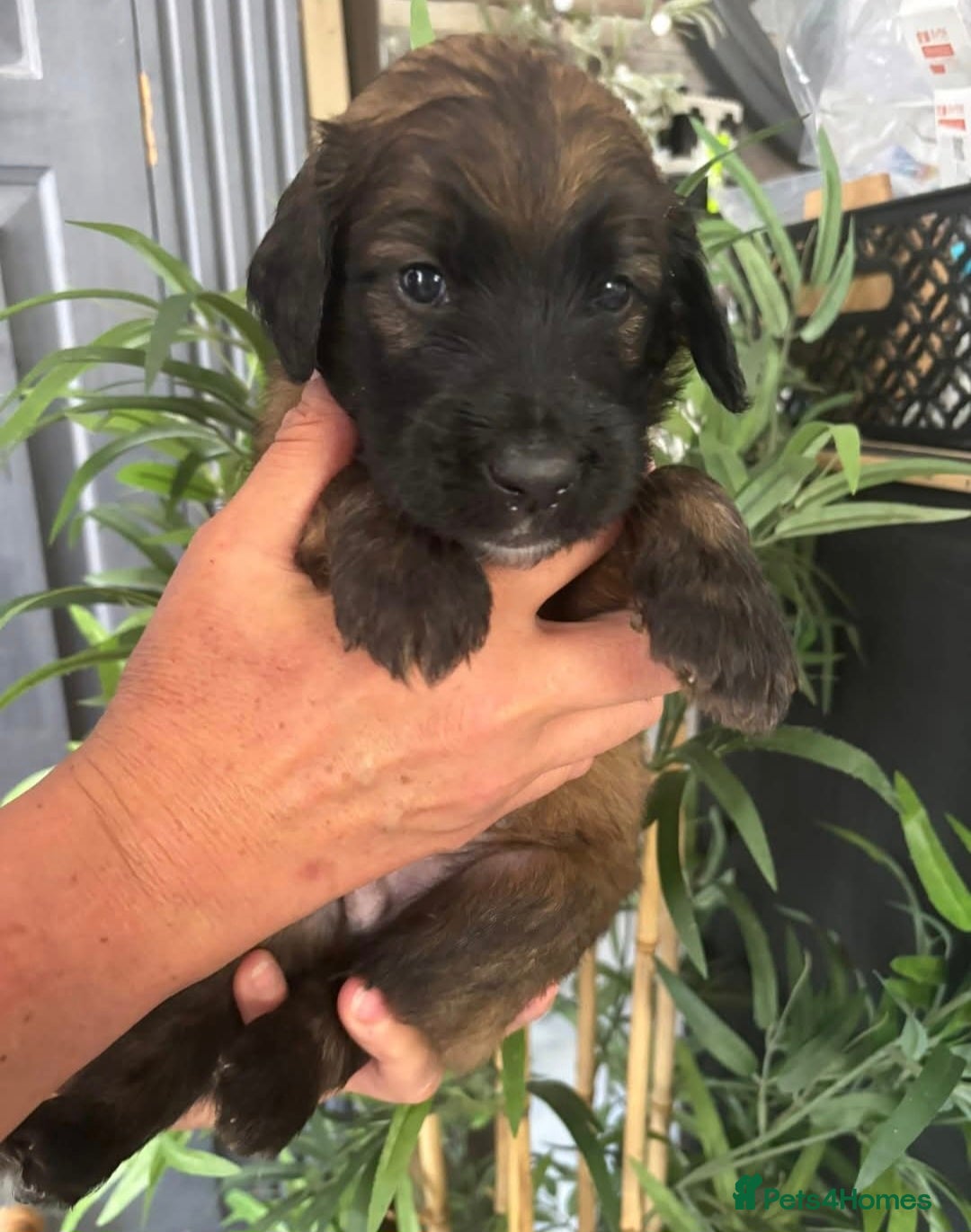 Goldendoodle dogs for sale: MultiGen Goldendoodles  - Image 8