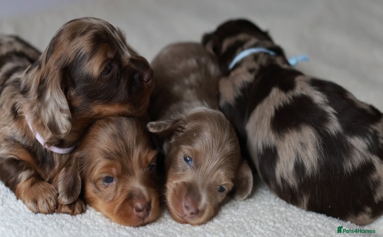 Miniature Dachshund dogs - Advert 2