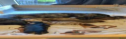 Miniature Dachshund dogs for sale: Miniature Dachshunds  in Thornhill - Advert 1