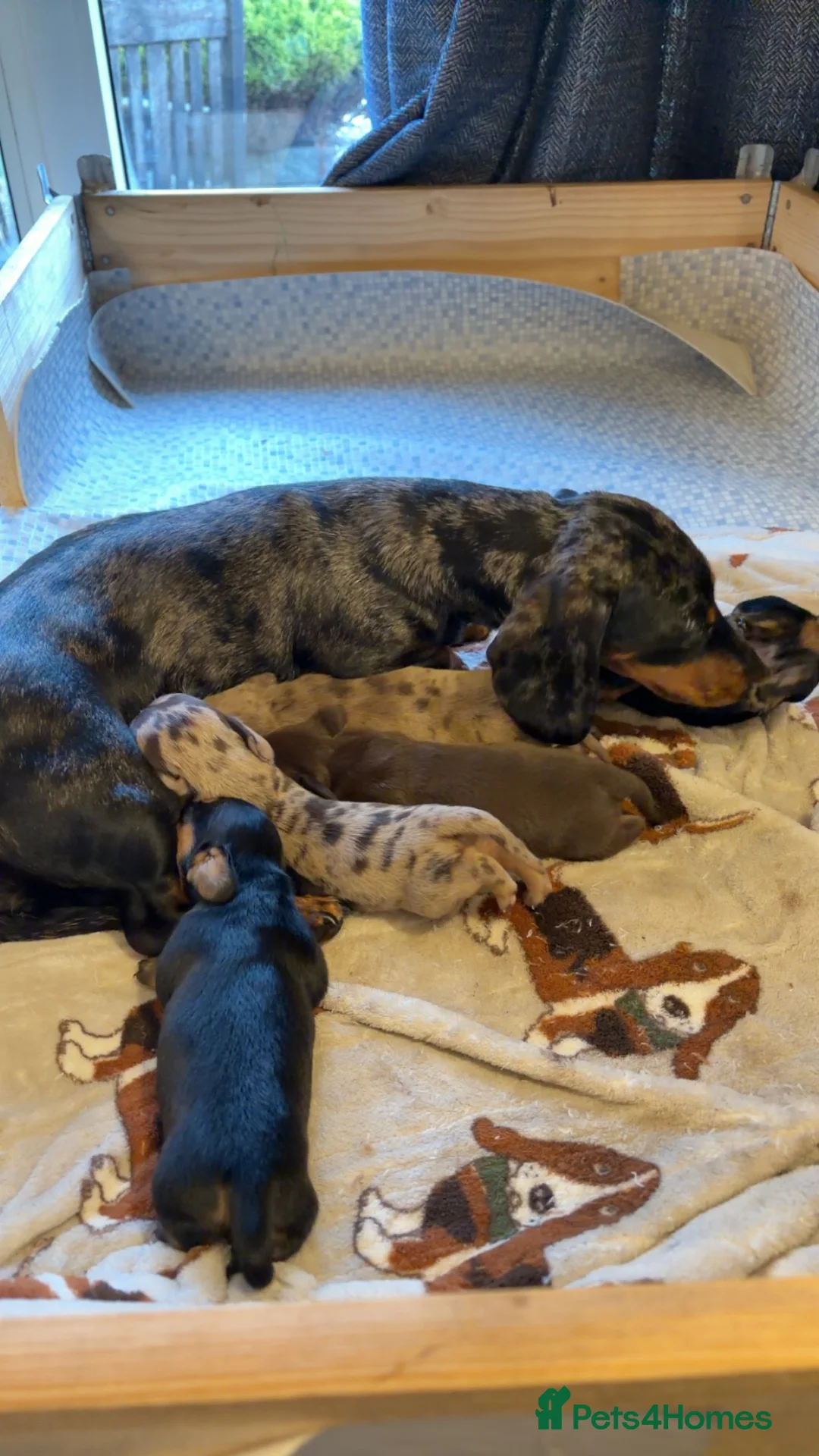 Miniature Dachshund dogs for sale: Miniature Dachshunds  in Thornhill - Advert 1